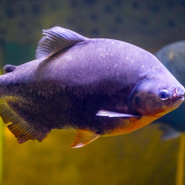 pacu antibiotique
