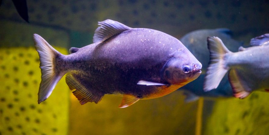 pacu antibiotique