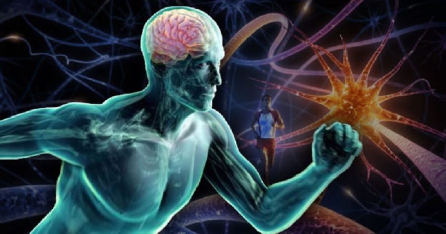 sport irisine alzheimer