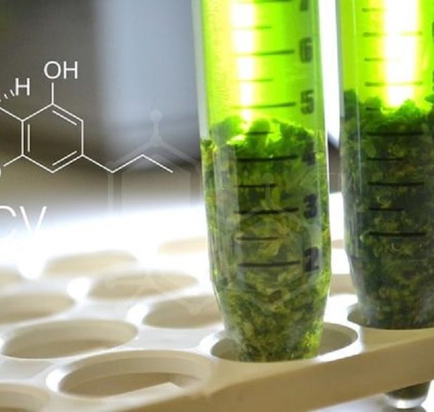 synthese artificielle cannabinoides