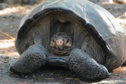 tortue geante ile fernandina galapagos