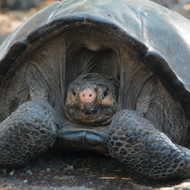 tortue geante ile fernandina galapagos