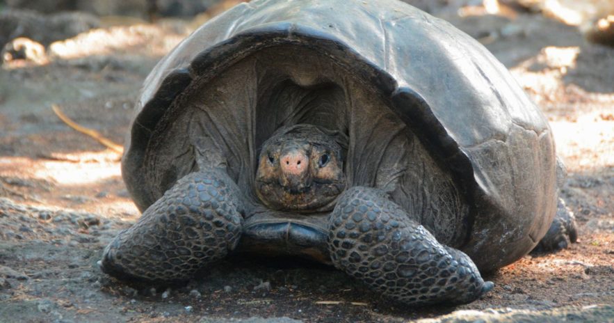 tortue geante ile fernandina galapagos