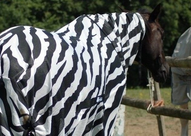 cheveux cheval zebre rayures deguisement mouches trajectoire