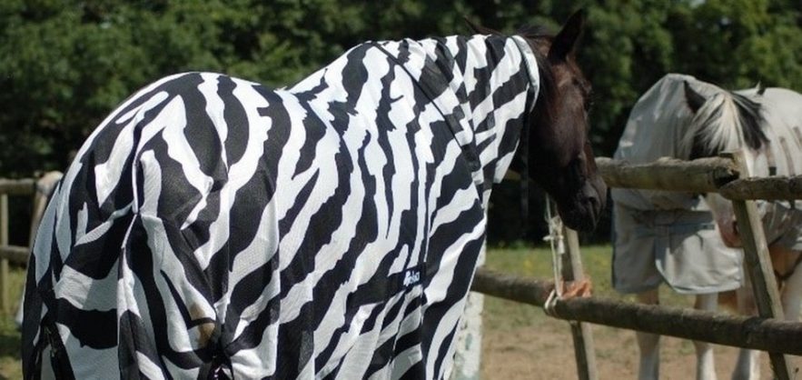 cheveux cheval zebre rayures deguisement mouches trajectoire