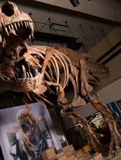 trex dinosaure tyrannosaurus rex