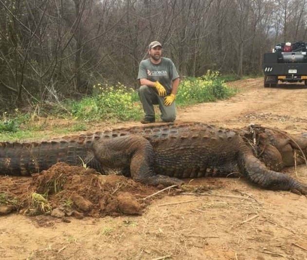 alligator geant