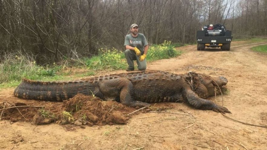 alligator geant