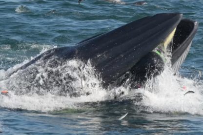 plongeur baleine bateau
