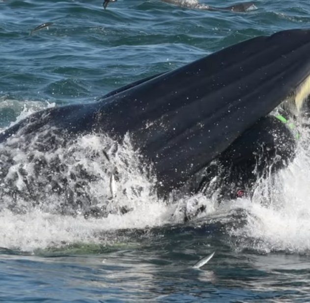 plongeur baleine bateau