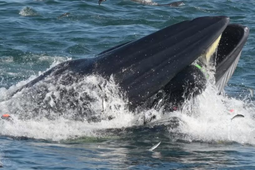 plongeur baleine bateau