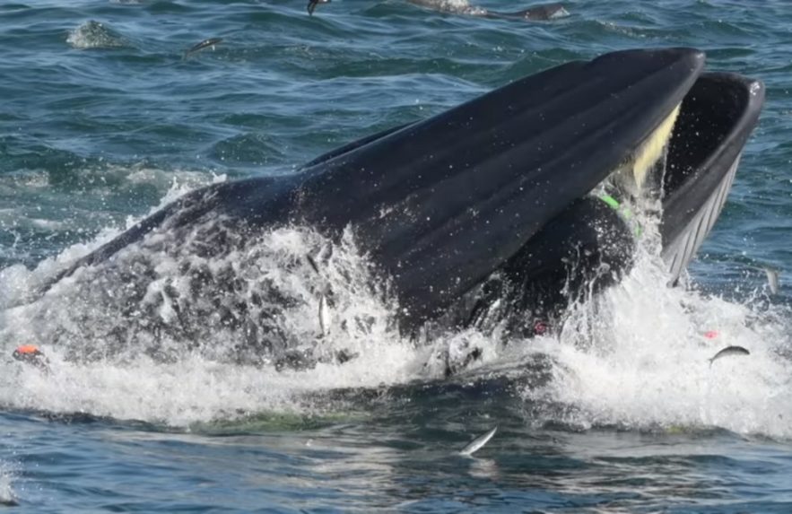 plongeur baleine bateau