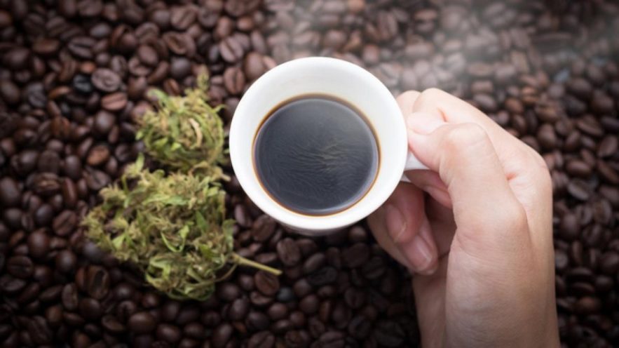 cafe endocannabinoides sante effet metabolite metabolisme
