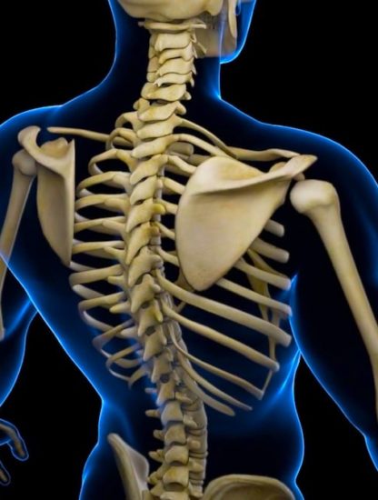 cellule souche squelette cartilage