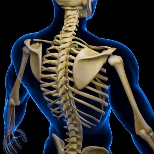 cellule souche squelette cartilage