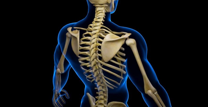 cellule souche squelette cartilage
