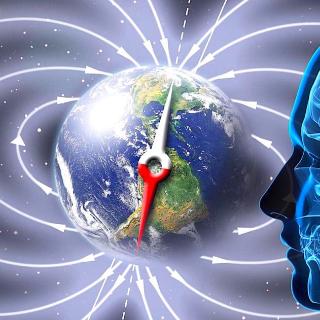 champ magnetique terrestre terre etre humain sens sensoriel