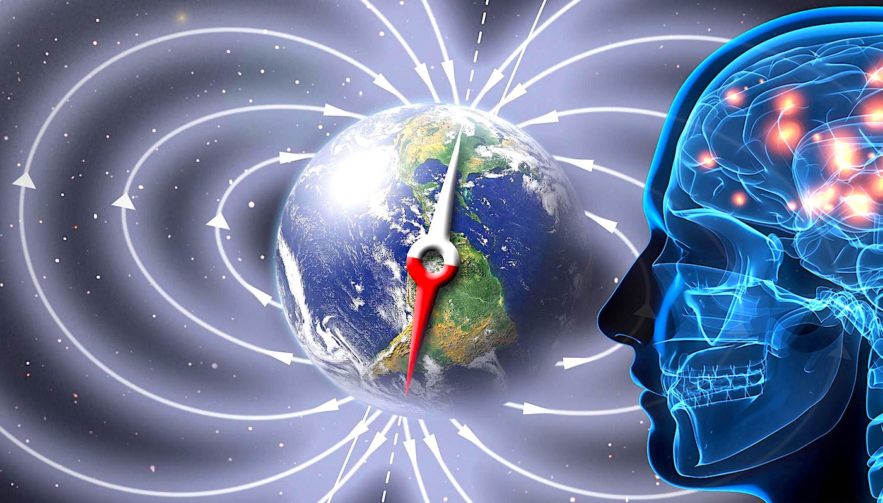champ magnetique terrestre terre etre humain sens sensoriel