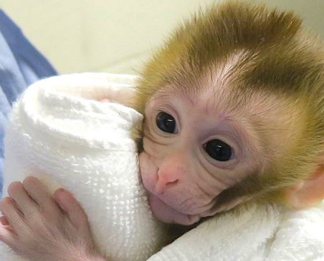 grady primate ne greffe tissu sperme