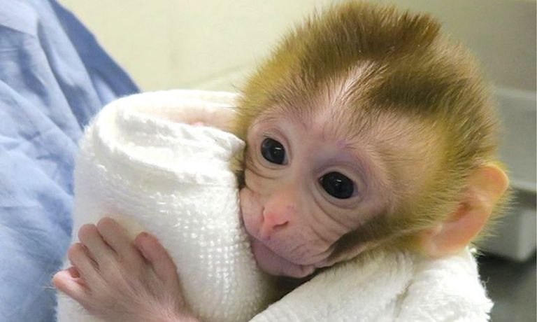grady primate ne greffe tissu sperme