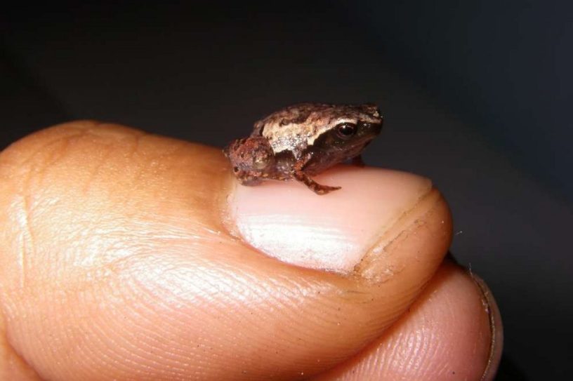 grenouille mini scule mum