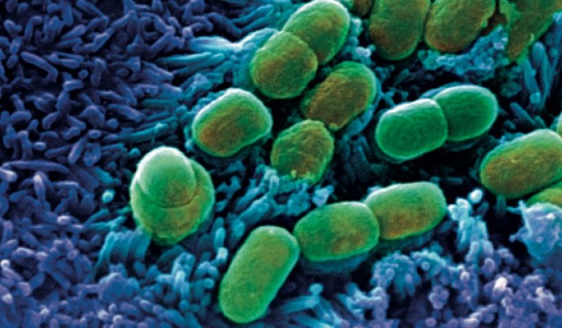 microbiome bacteries intestins cerveau maladies mentales antibiotiques