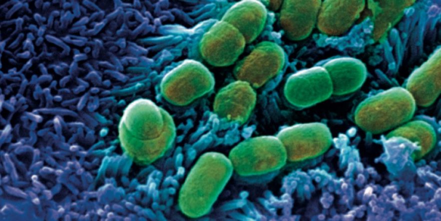 microbiome bacteries intestins cerveau maladies mentales antibiotiques