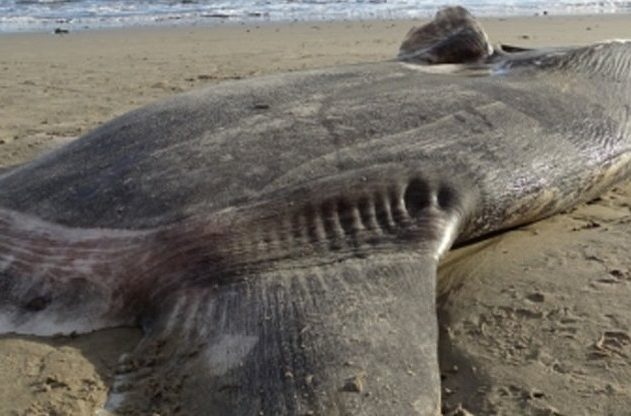 mola tecta poisson lune echoute californie hors habitat naturel
