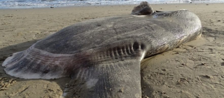 mola tecta poisson lune echoute californie hors habitat naturel