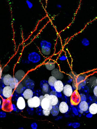 neurones croissance cerveau