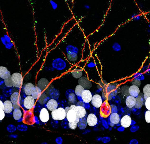 neurones croissance cerveau