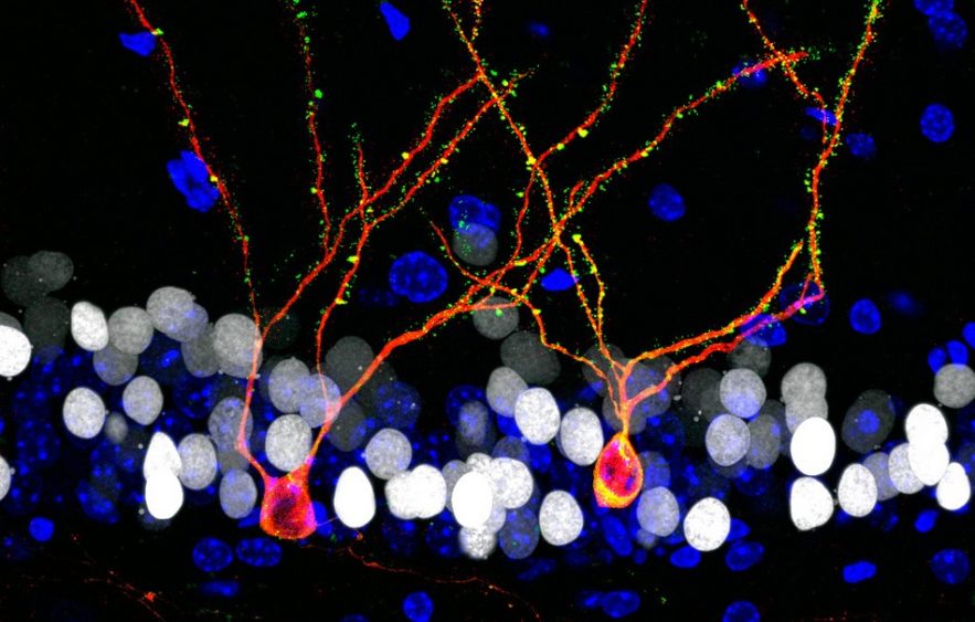 neurones croissance cerveau