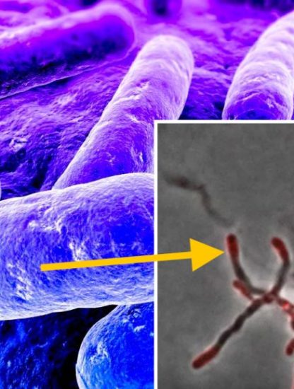 nouvelles sondes chimiques progression recherche nouveaux antibiotiques