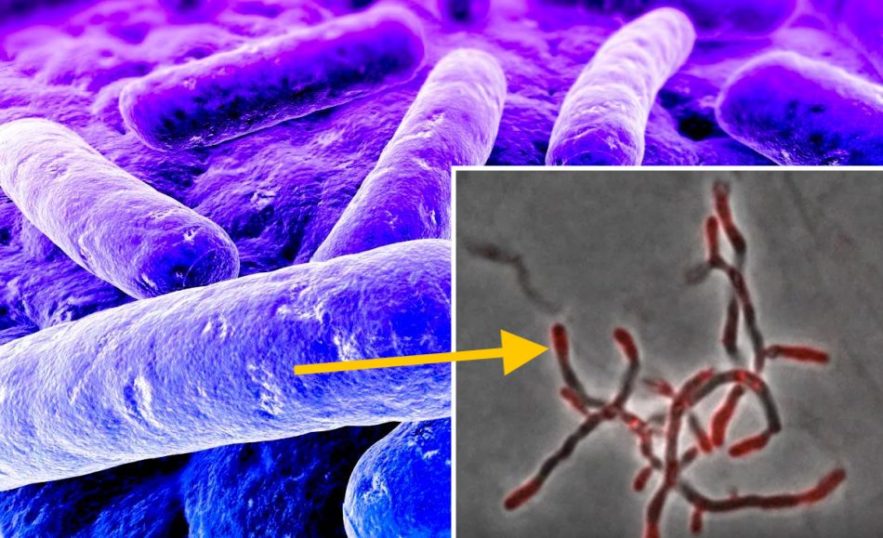 nouvelles sondes chimiques progression recherche nouveaux antibiotiques