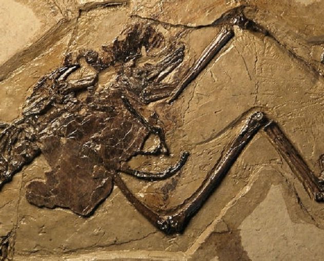 oiseau oeuf fossile