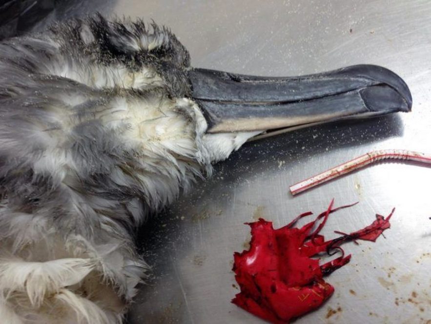 plastique oiseau mer mort pollution déchets ballon