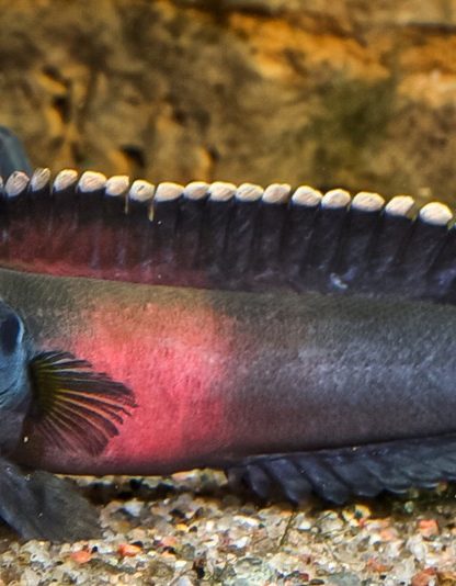 Poisson afrique rapides espece nouvelle