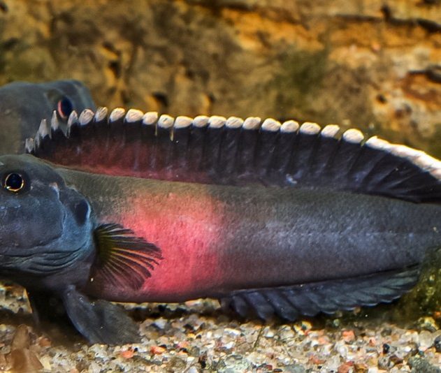 Poisson afrique rapides espece nouvelle