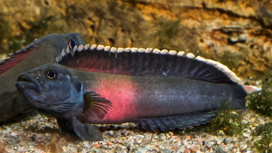 Poisson afrique rapides espece nouvelle