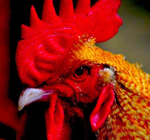 poule agressive renard
