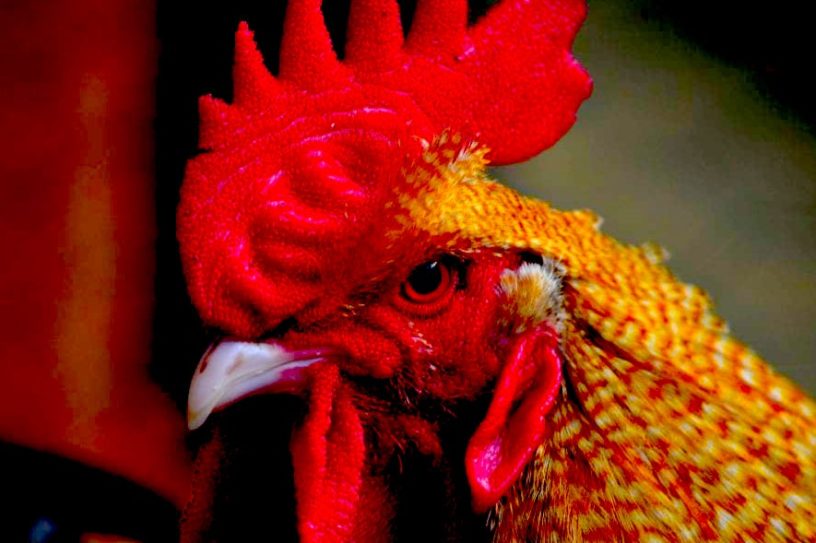poule agressive renard