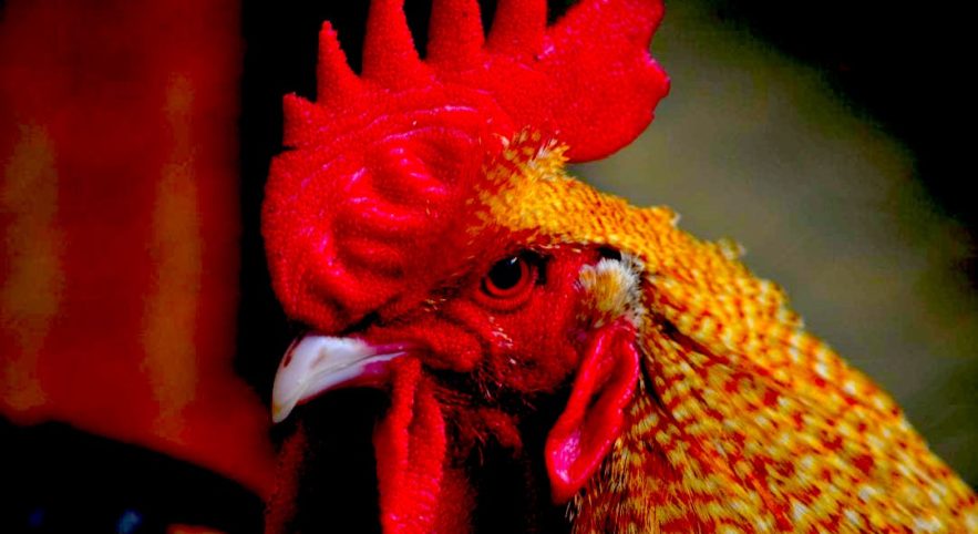 poule agressive renard