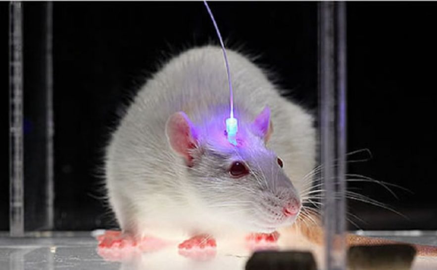 rats alcool laser