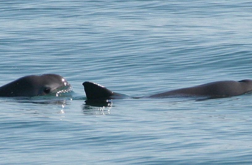 vaquita marsouin extinction