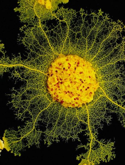 Physarum-apprentissage