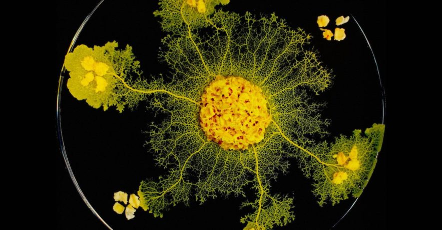 Physarum-apprentissage