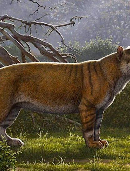 simbakubwa lion geant decouvert kenya