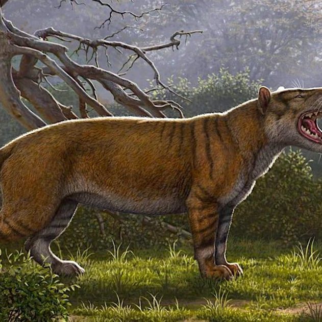 simbakubwa lion geant decouvert kenya