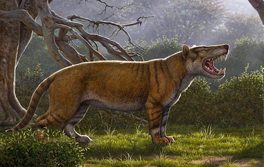 simbakubwa lion geant decouvert kenya