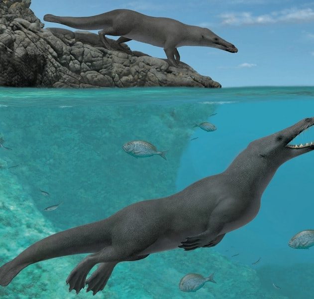 ancetre baleine quadrupede